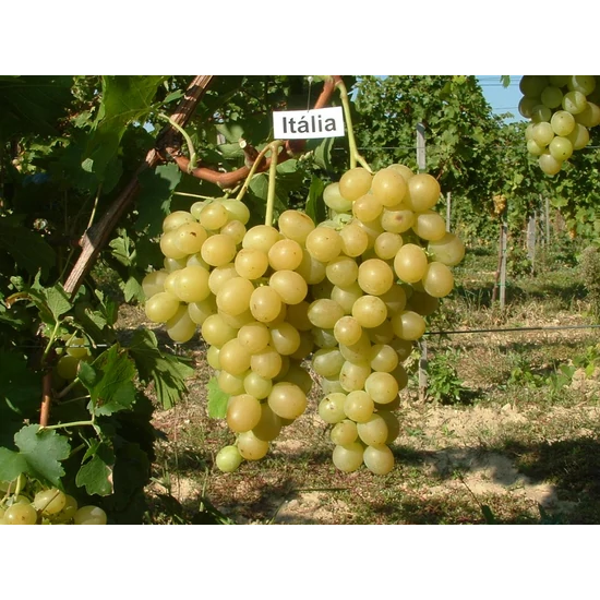 Itália csemgeszőlő