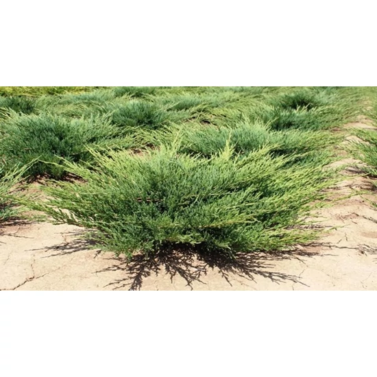 Henye boróka JUNIPERUS HORIZONTALIS ANDORRA COMPACTA 40/60*