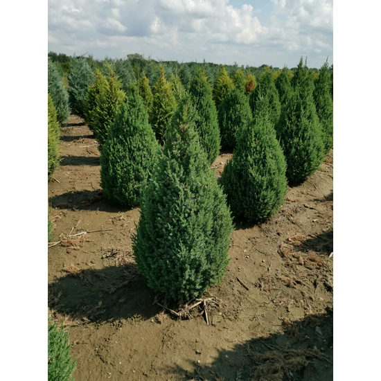 Kínai boróka JUNIPERUS CHINENSIS STRICTA 60/80*