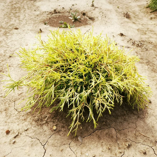 Szavára álciprus CHAMAECYPARIS PISIFERA FILIFERA AUREA 30/40*