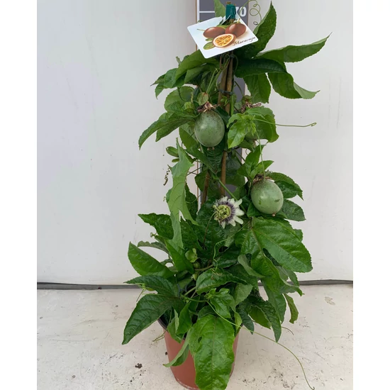 Golgotavirág   PASSIFLORA EDULIS (MARACUJA) PIRAMIS 70CM K5