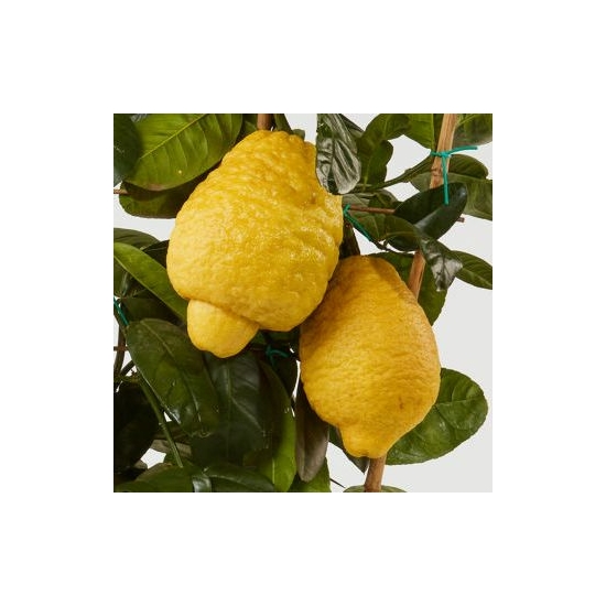 Óriás citrom  CITRUS CEDRO MAXIMA T1/4 70/80 K5 (CITROMSÁRGA CSERÉP)