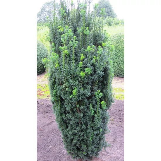 Közönséges tiszafa   TAXUS BACCATA SPIRÁL 160/180 K70