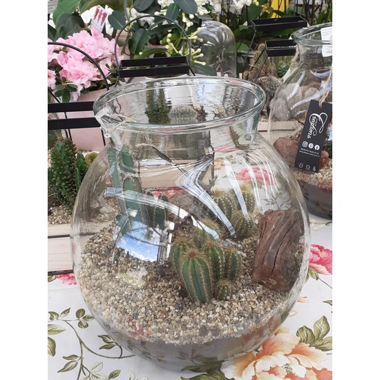 Kaktusz CACTUS MIX TERRÁRIUMBAN