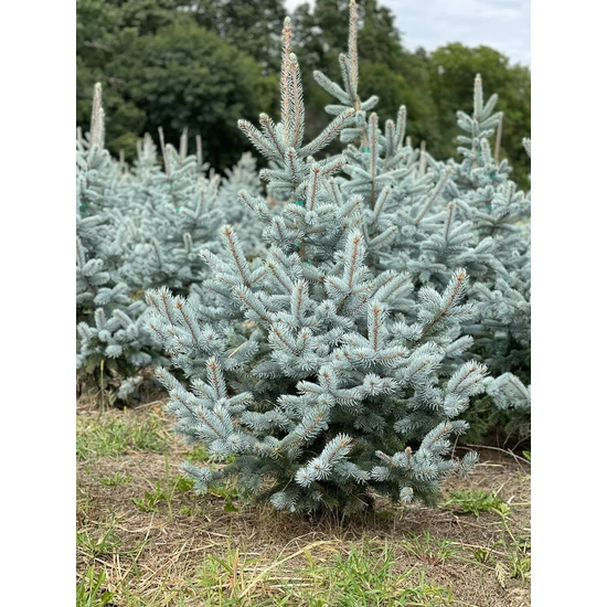 Kék ezüstfenyő PICEA PUNGENS HOOPSII 125/150 3×I*