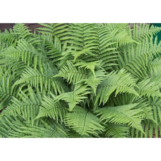 Erdei pajzsika DRYOPTERIS FILIX-MAS K3