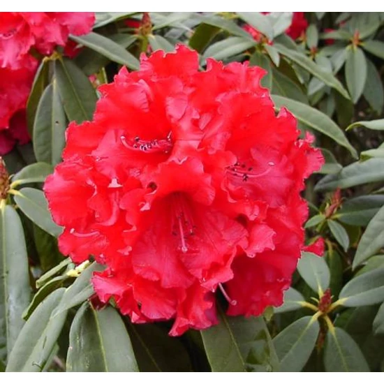 Havasszépe    RHODODENDRON HYBRIDEN FAJTÁK 50/+ K7,5