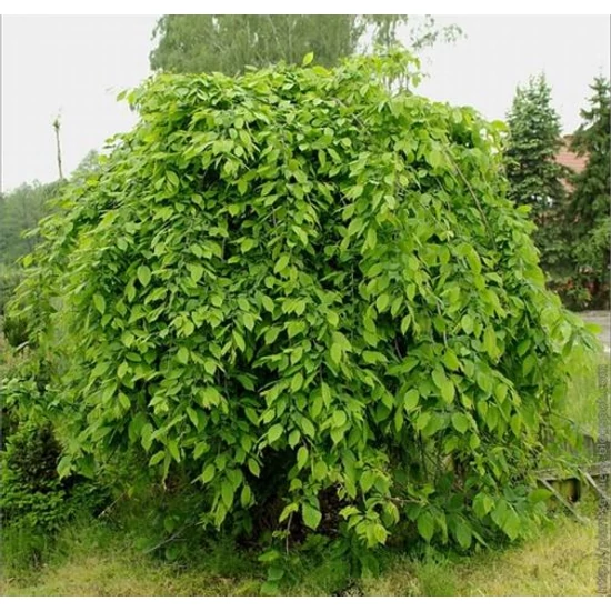 Szomorú gyertyán   CARPINUS BETULUS PENDULA MT 16/18 K90