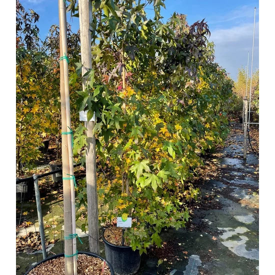 Amerikai ámbrafa   LIQUIDAMBAR STYRACIFLUA 200/250 K30