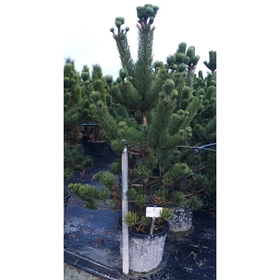 Feketefenyő    PINUS NIGRA OREGON GREEN 50/60 K11