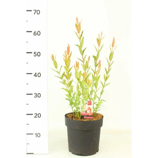 Japán fűz   SALIX INTEGRA FLAMINGO 50/+ CS21
