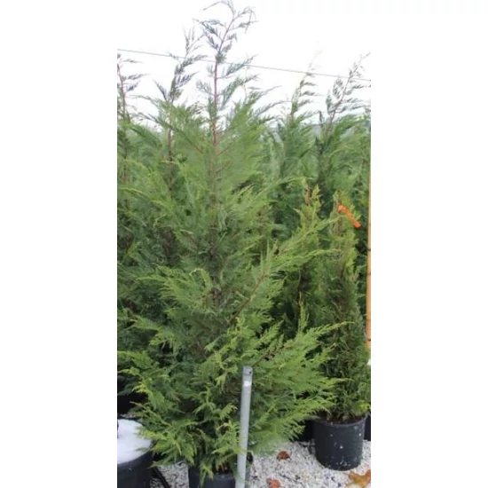 Leyland ciprus   CUPRESSOCYPARIS LEYLANDII 275/300 K18
