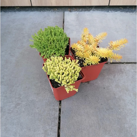 Varjúháj SEDUM MIX   