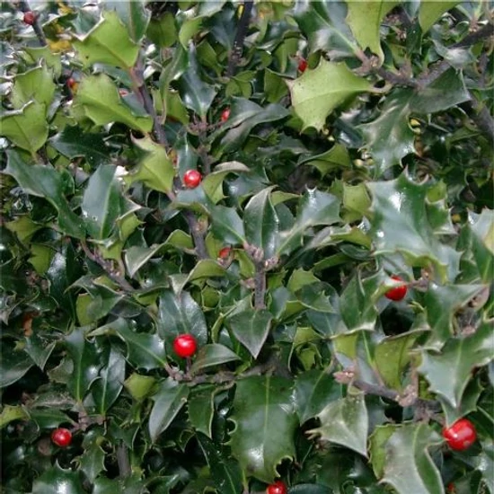 Kékeslevelű magyal   ILEX MESERVEAE BLUE PRINCESS K2