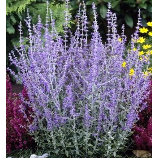 Sudárzsálya    PEROVSKIA ATRIPLICIFOLIA BLUE SPIRE CS14