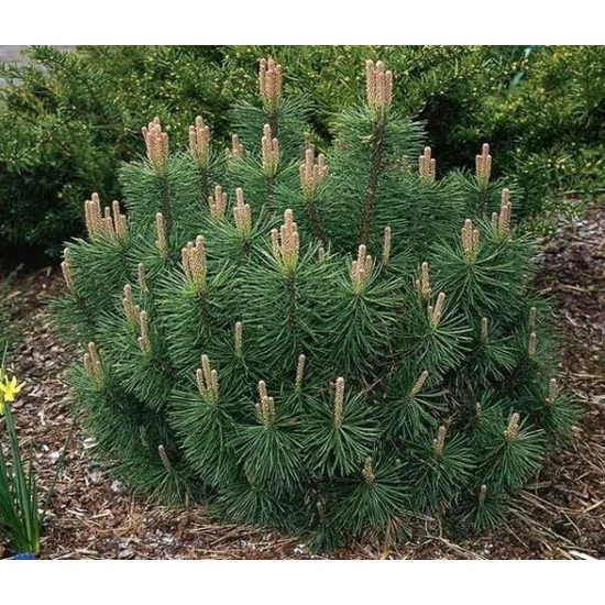 Törpefenyő    PINUS MUGO PUMILIO K2