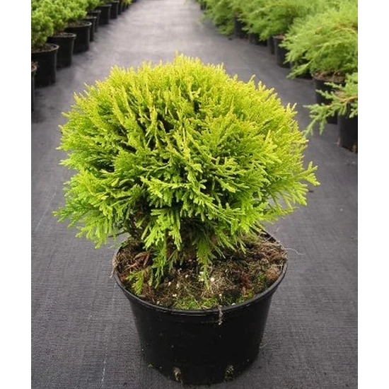 Törpe arany gömb tuja THUJA OCCIDENTALIS MIRJAM K5
