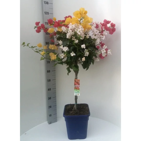 MurvafürtBOUGAINVILLEA TRICOLOR T1/4 K12 (SZÖGLETES CSERÉP)