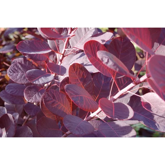 Bíbor cserszömörce   COTINUS COGGYGRIA ROYAL PURPLE K5
