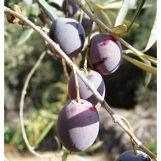 Olajfa   OLEA EUROPAEA T110 K10
