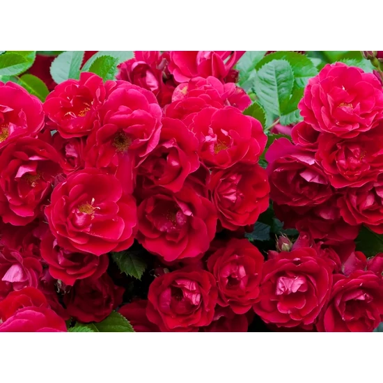 Parkrózsa POLYANTHA K3    