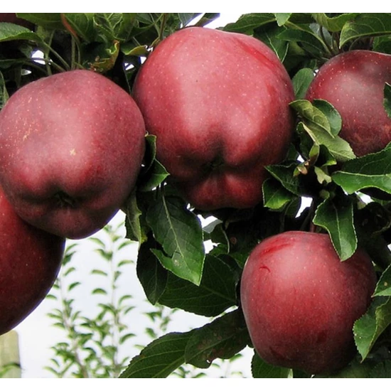 Redchief alma Malus domestica