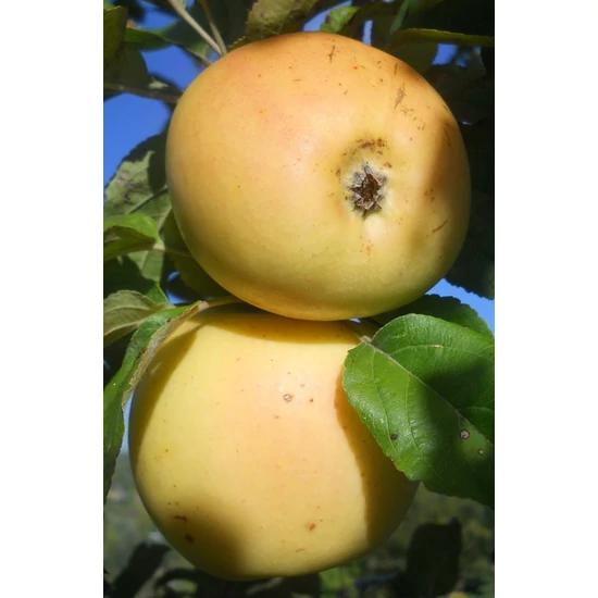 Téli banánalma Malus domestica