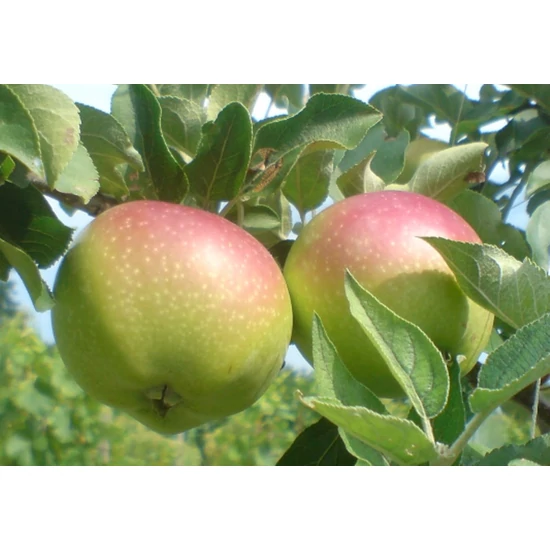 Bőr alma Malus domestica