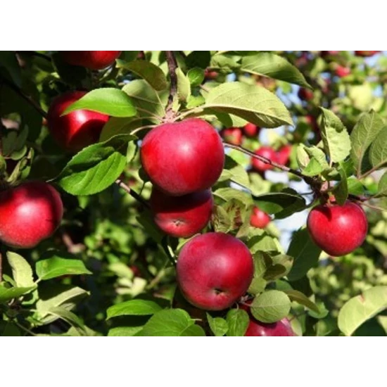 Éva alma Malus domestica