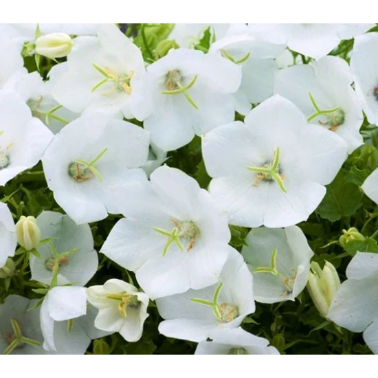 Kárpáti harangvirág CARPATICA PEARL WHITE CS9 