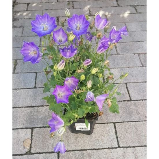 Kárpáti harangvirág CAMPANULA CARPATICA BLUE CS9