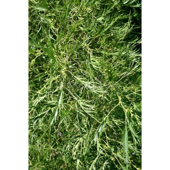 Enyves éger   ALNUS GLUTINOSA 180/+ K10