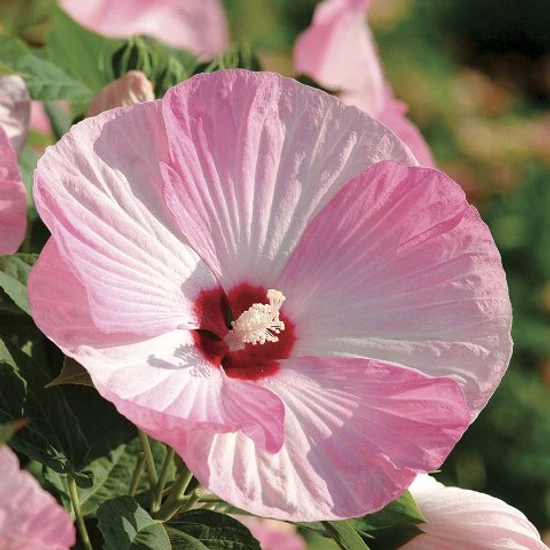 Mocsári hibiszkusz LUNA PINK SWIRL K5 