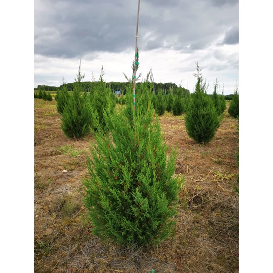 Leyland ciprus CUPRESSOCYPARIS LEYLANDII '2001' 150/175*