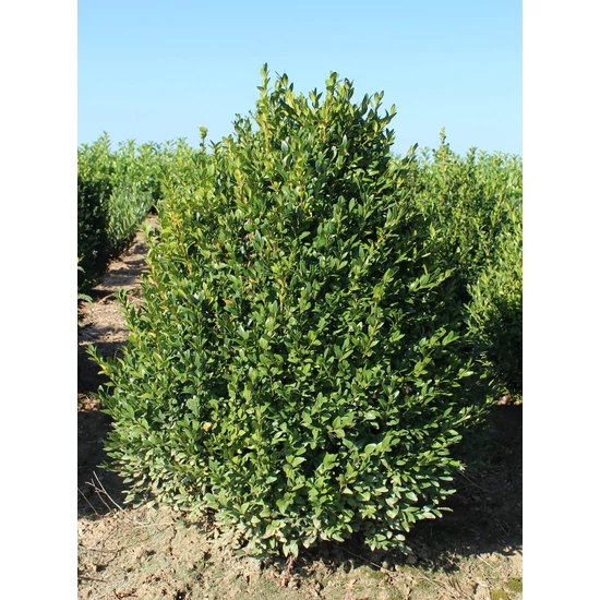 Örökzöld puszpáng BUXUS SEMPERVIRENS KÚPRA NYÍRT 60/80*