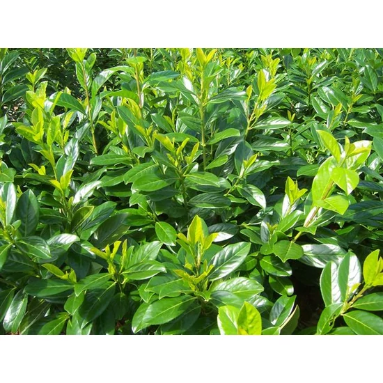 Közönséges babérmeggy PRUNUS LAUROCERASUS NOVITA 60/80*