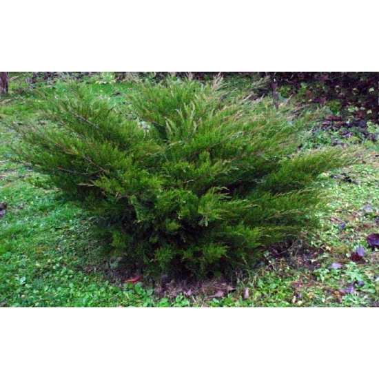 Terülő boróka JUNIPERUS MEDIA MINT JULEP 80/100*
