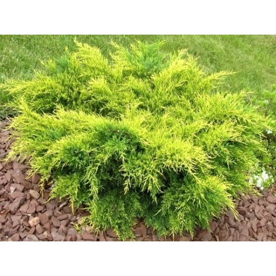 Arany terülő boróka JUNIPERUS MEDIA OLD GOLD 60/80*