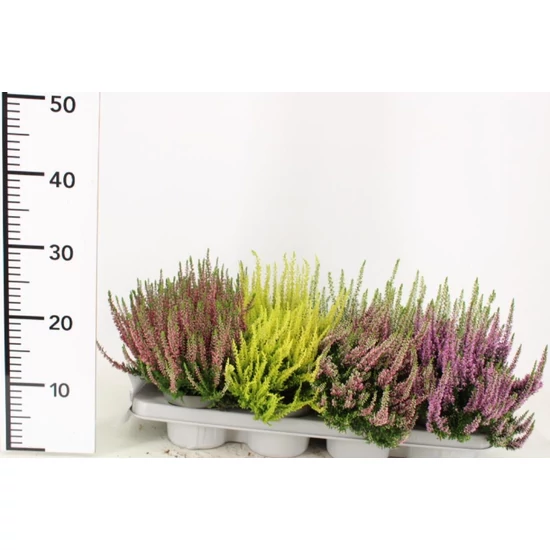 Csarab    CALLUNA VULGARIS BEAUTY LADIES 15/20 CS10