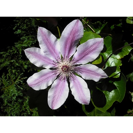 Iszalag    CLEMATIS FAJTÁK 90CM K2