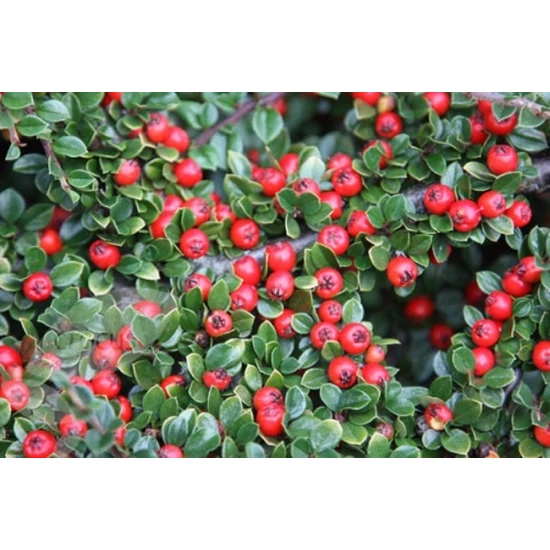 Tarkalevelű madárbirs   COTONEASTER HORIZONTALIS VARIEGATA T80 K10,5