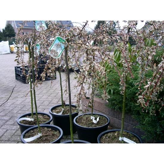 Kúszó madárbirs   COTONEASTER SUECICUS JULIETTE T80 K5