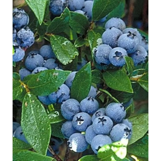 Patriot kék áfonya Vaccinium corymbosum