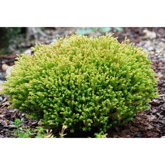 Aranylombú törpe tuja  THUJA OCCIDENTALIS GOLDEN TUFFET 40/50 K22
