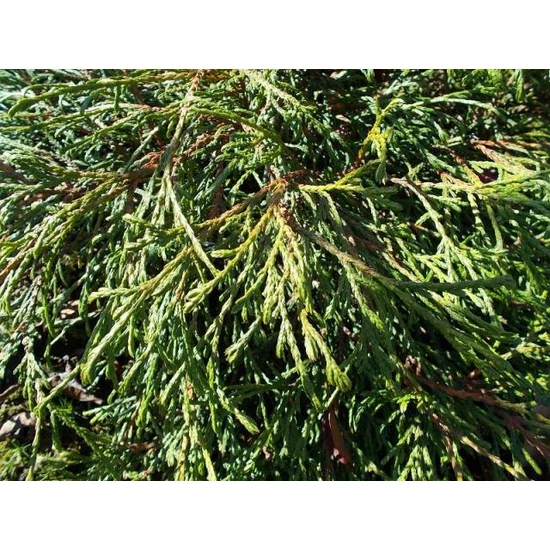 Törpe óriás tuja  THUJA PLICATA KAGER'S BEAUTY T100 K12,5