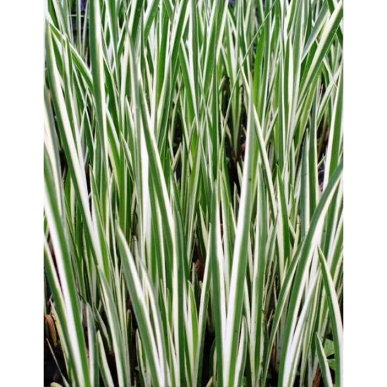 Csíkos kálmos ACORUS CALAMUS VARIEGATUS CS15   