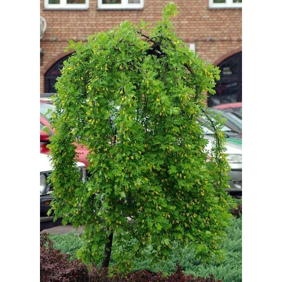 Csüngő borsófa   CARAGANA ARBORESCENS PENDULA T100 K10,5