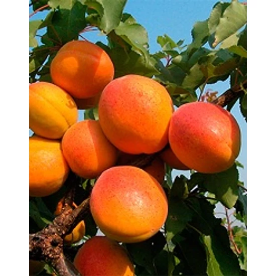 Budapest kajszi PRUNUS ARMENIACA BUDAPEST SZGY