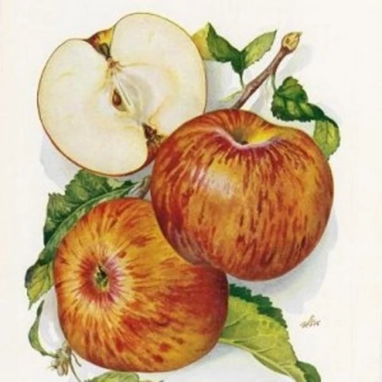 Fahéj alma Malus domestica