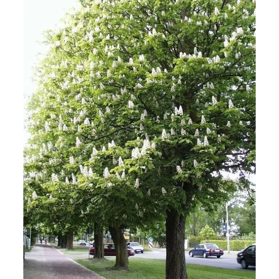 Vadgesztenye    AESCULUS HIPPOCASTANUM 10/12 K50